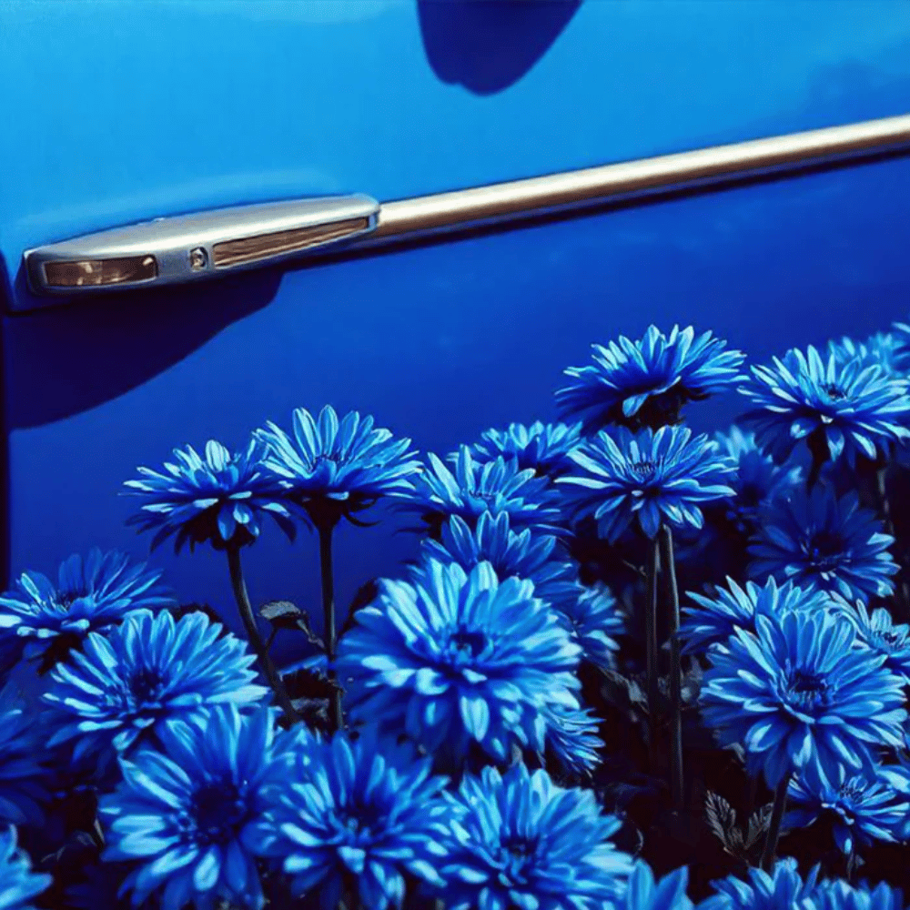 Baija Blue Ginger Car Scent- Lillys Pharmacy and Health Store