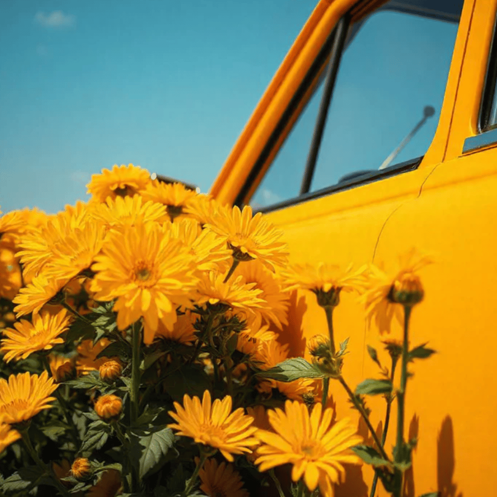Baija Indian Sunset Car Fragrance - Indolent Vanilla- Lillys Pharmacy and Health Store