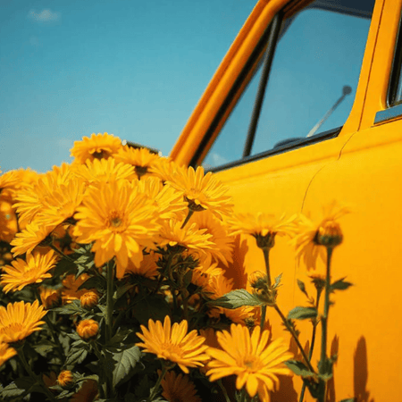 Baija Indian Sunset Car Fragrance - Indolent Vanilla- Lillys Pharmacy and Health Store