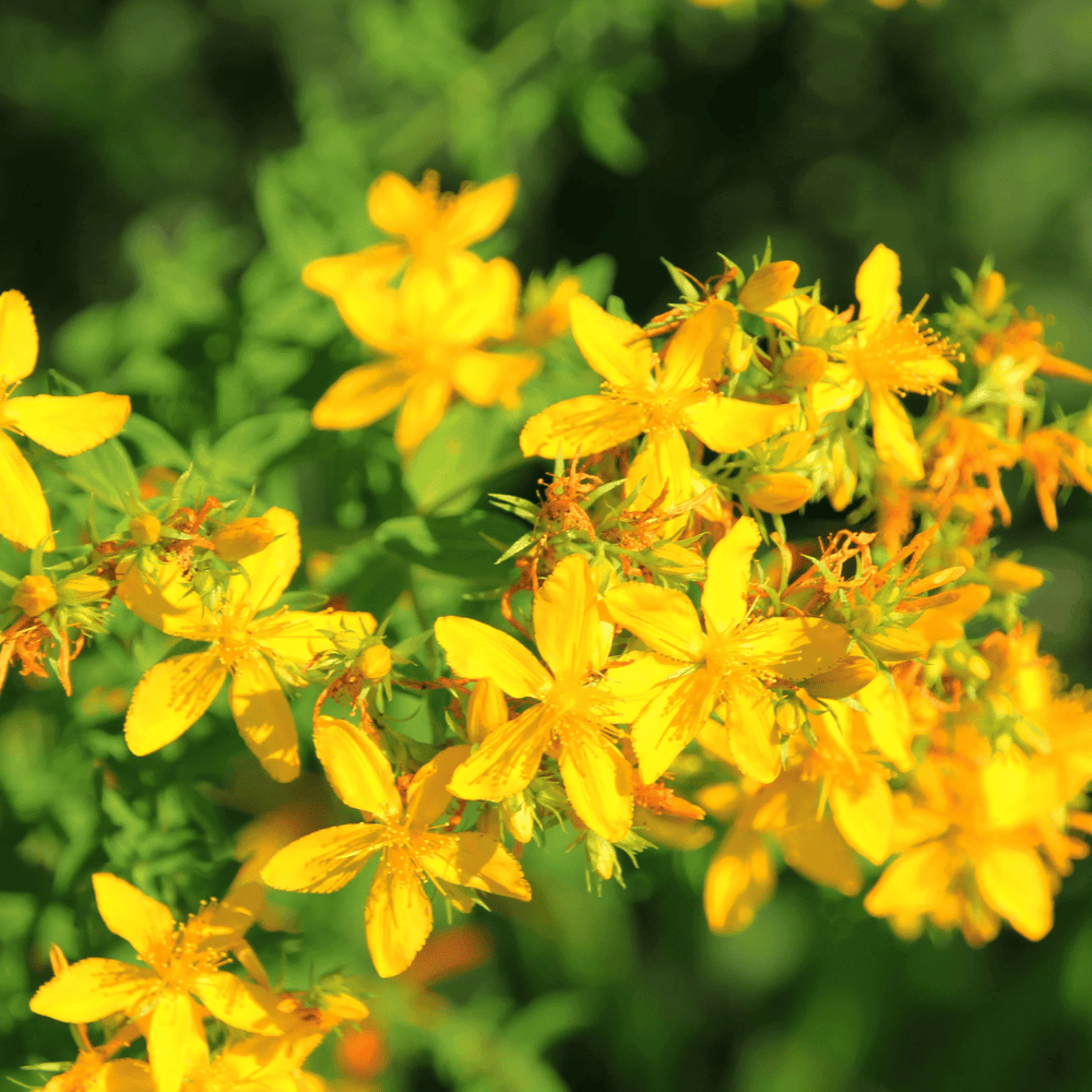 Dr Clare St John's Wort Fixed Oil 100ml- Lillys Pharmacy and Health Store