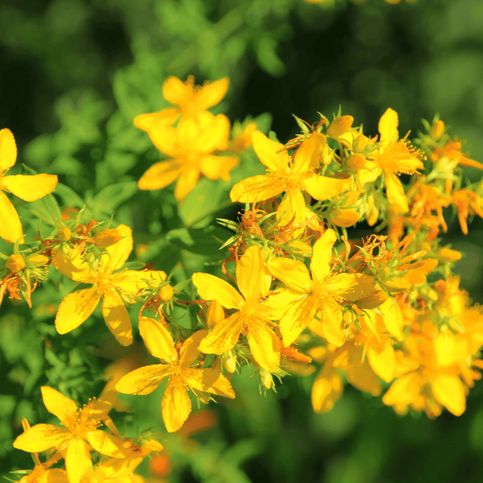 Dr Clare St John's Wort Fixed Oil 100ml- Lillys Pharmacy and Health Store