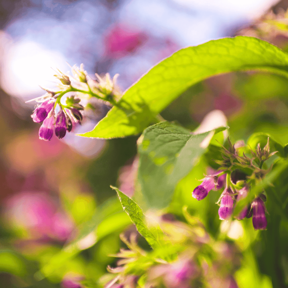 Dr Clare Symphytum off. (Common comfrey) Fixed Oil 100ml- Lillys Pharmacy and Health Store