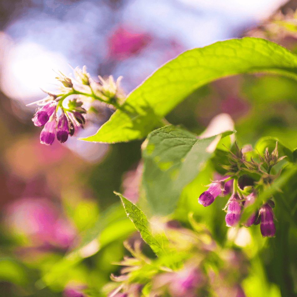 Dr Clare Symphytum off. (Common comfrey) Fixed Oil 100ml- Lillys Pharmacy and Health Store