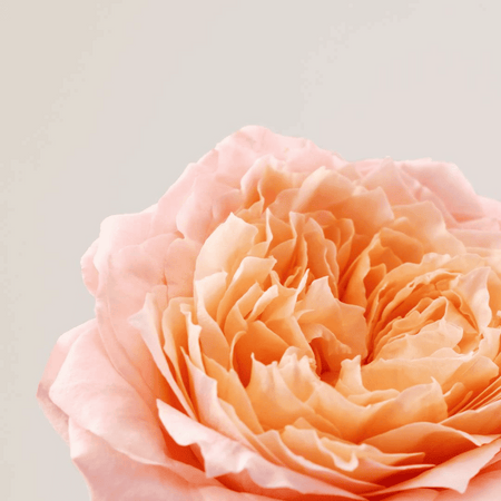 Payot Roselift Box x Andréa Mongénie- Lillys Pharmacy and Health Store