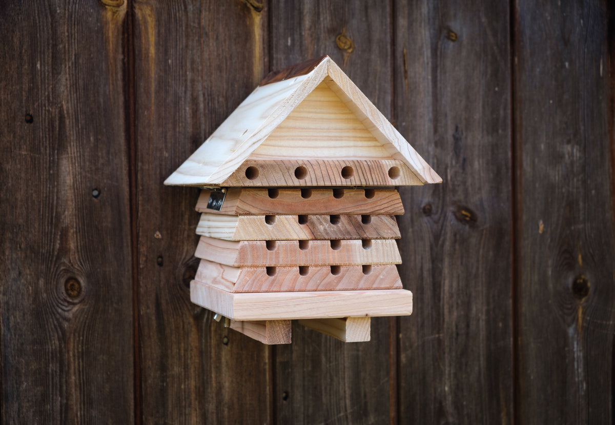 Solitary Bee Hotel- Lillys Pharmacy and Health Store