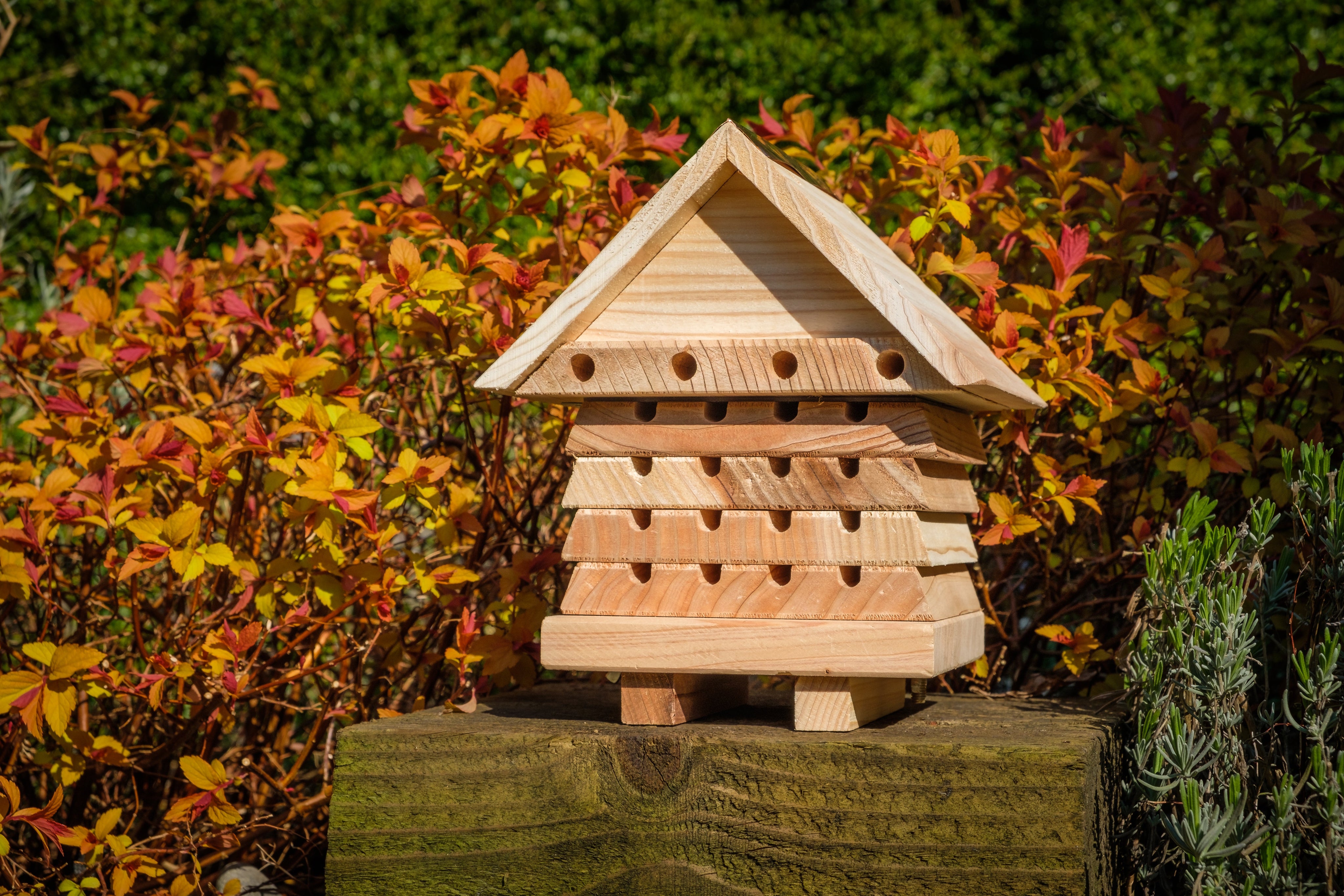 Solitary Bee Hotel- Lillys Pharmacy and Health Store