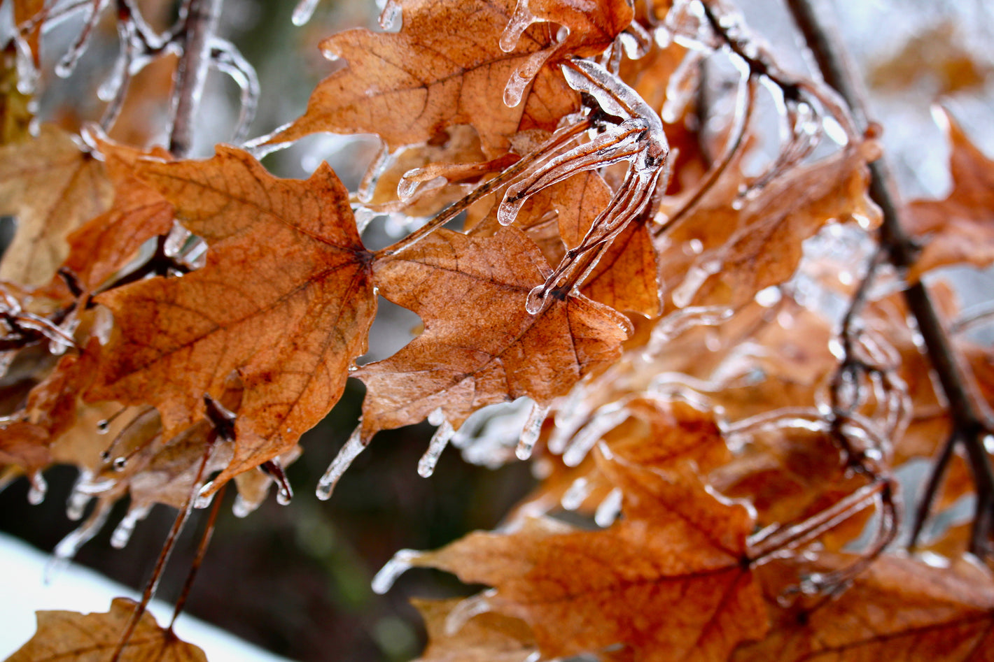cold-winter-leaf-Lillys Pharmacy & Health Store